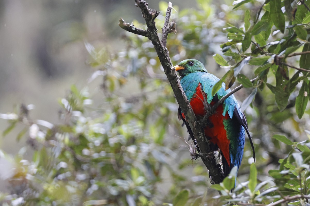 Golden-headed Quetzal - ML627620445