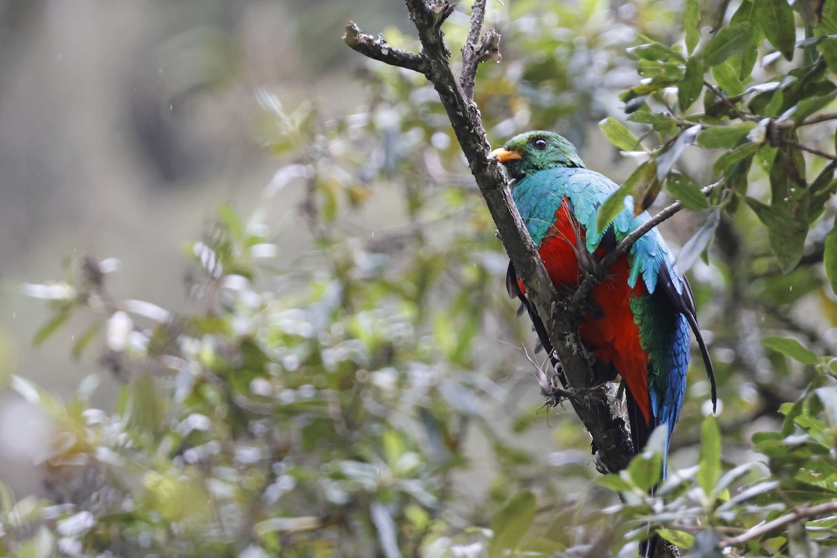 Golden-headed Quetzal - ML627620450