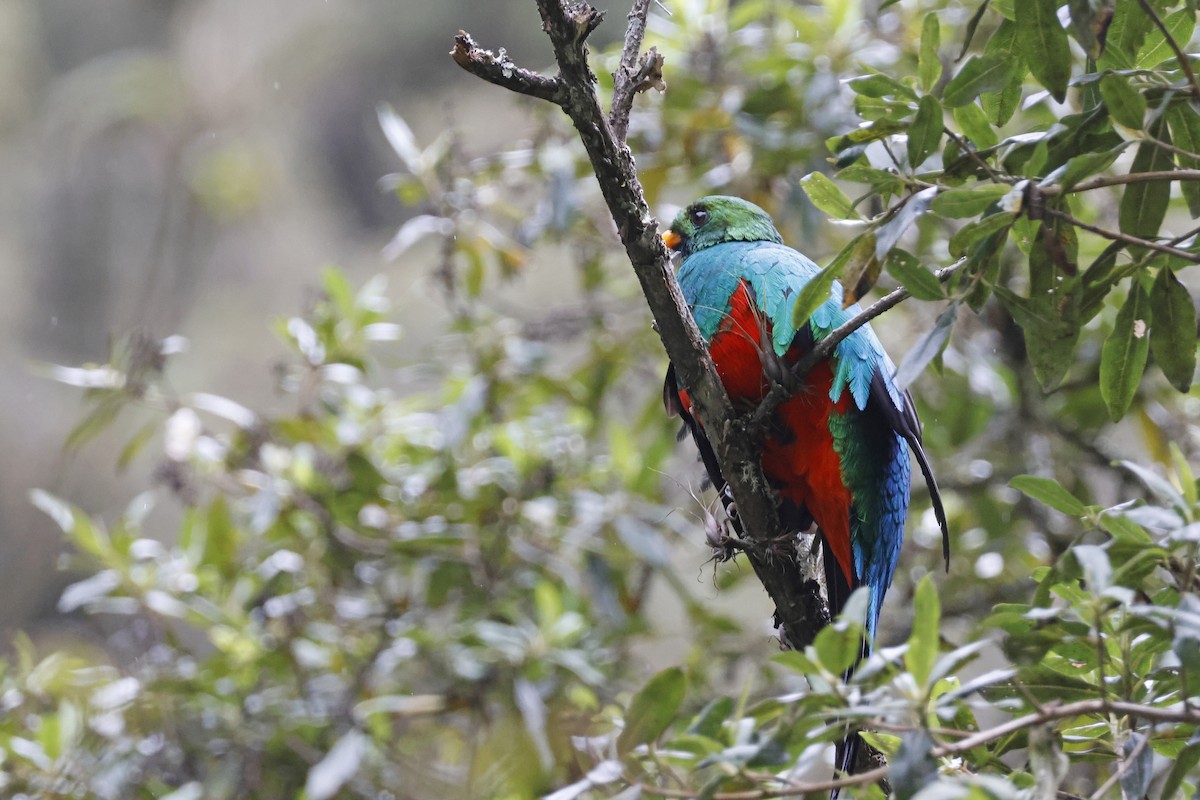 Golden-headed Quetzal - ML627620451