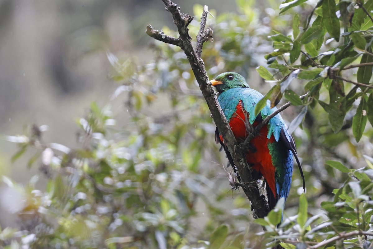 Golden-headed Quetzal - ML627620455