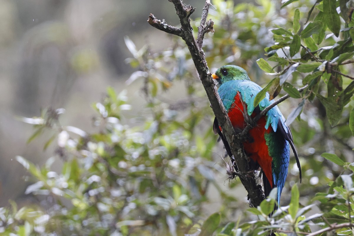 Golden-headed Quetzal - ML627620456