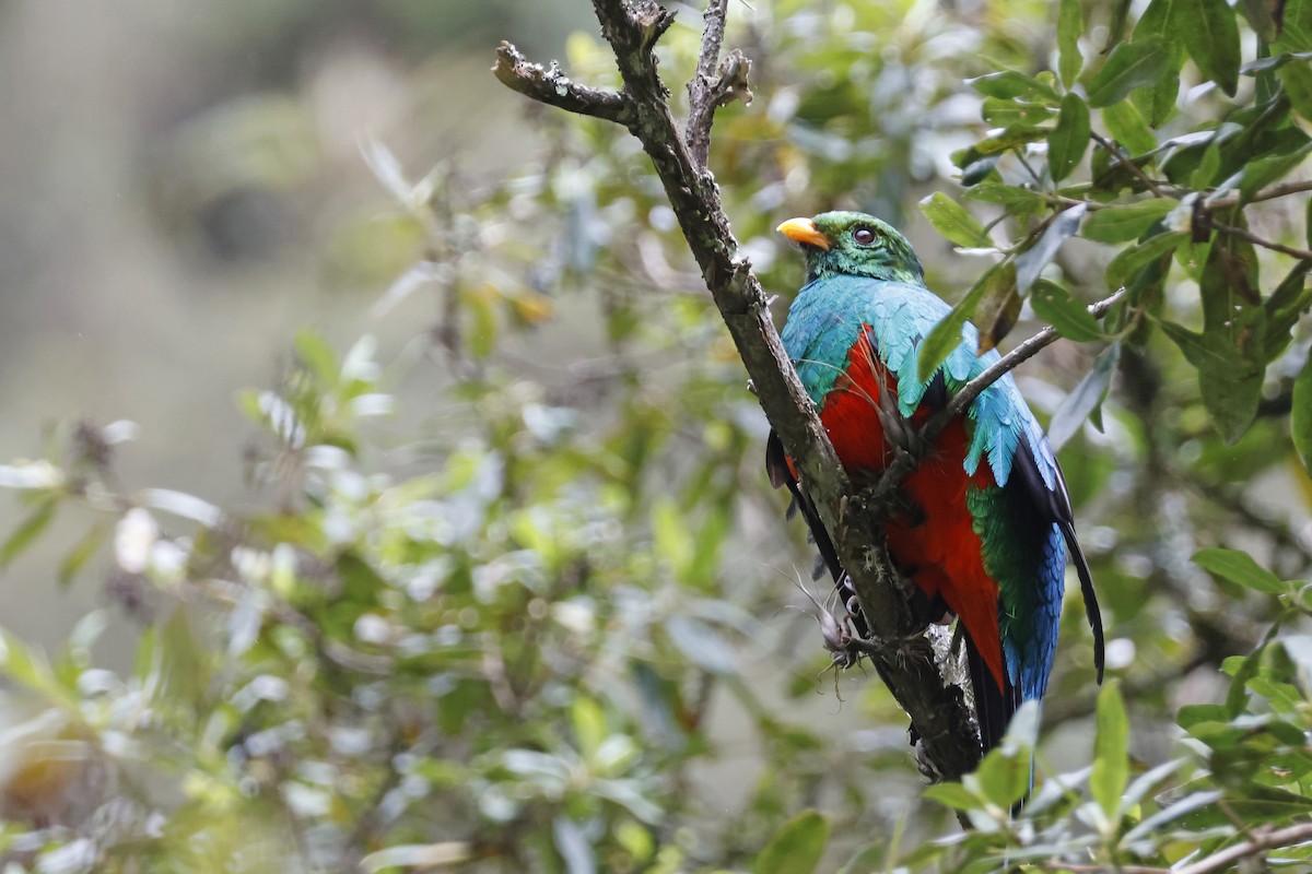 Golden-headed Quetzal - ML627620466