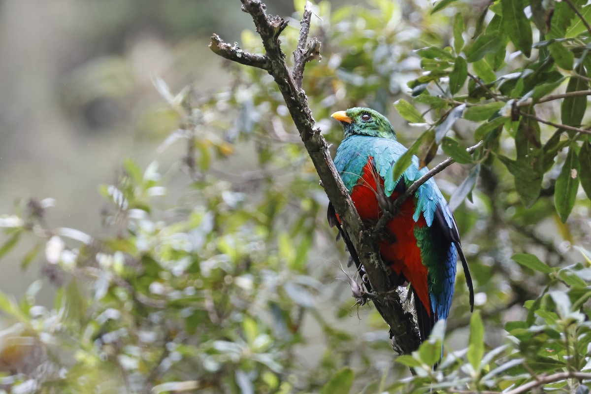 Golden-headed Quetzal - ML627620467