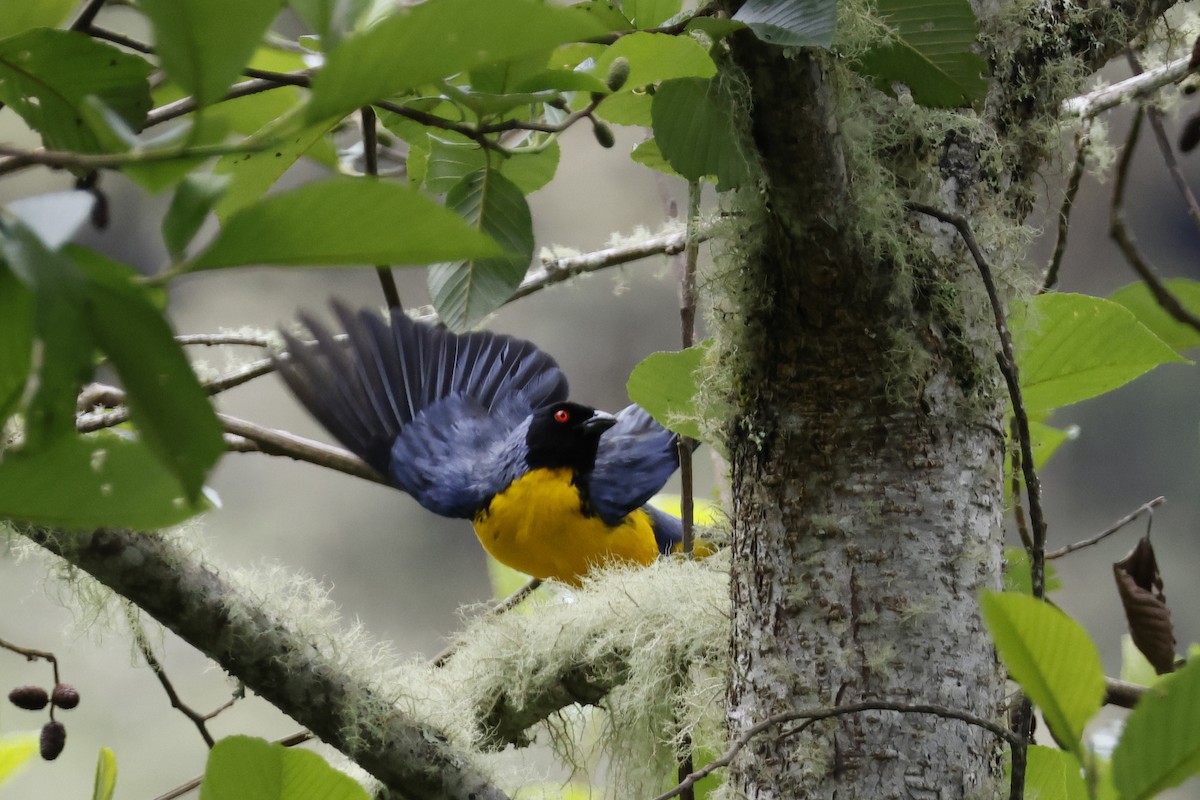 Hooded Mountain Tanager - ML627620490