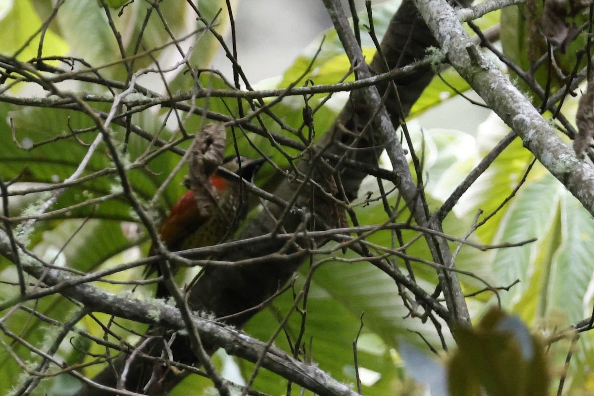 Crimson-mantled Woodpecker - ML627620522