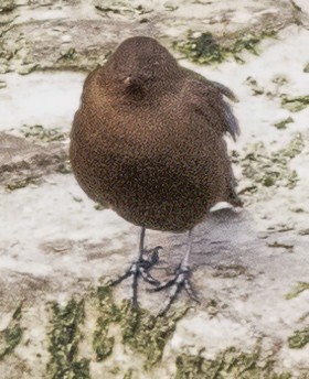 Brown Dipper - ML627620584