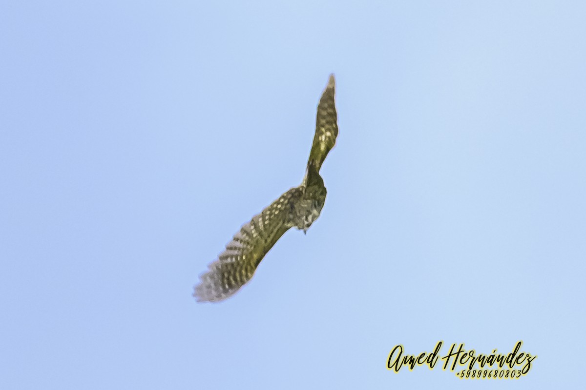 White-spotted Woodpecker - ML627620613