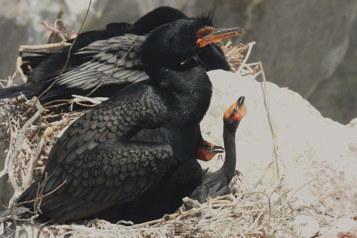 Crowned Cormorant - ML627620776