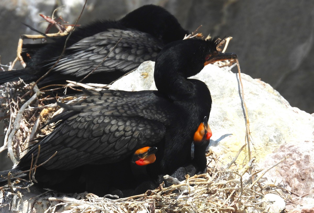 Crowned Cormorant - ML627620782