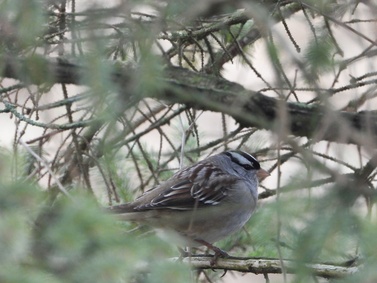 White-crowned Sparrow - ML627620805