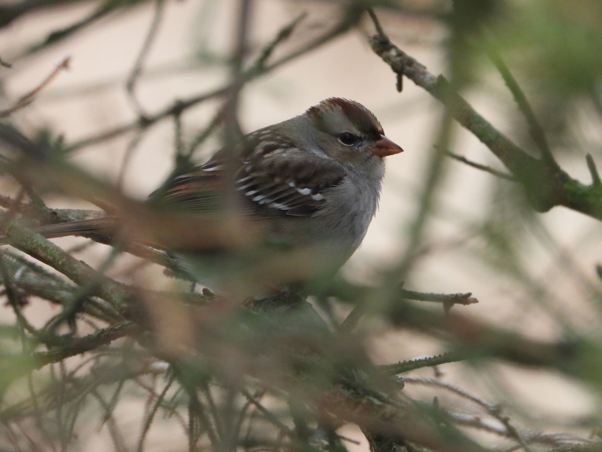 White-crowned Sparrow - ML627620806