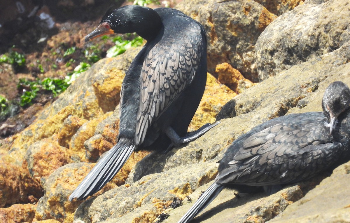 Crowned Cormorant - ML627620809