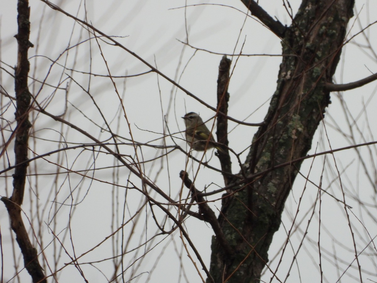 Golden-crowned Kinglet - ML627620819