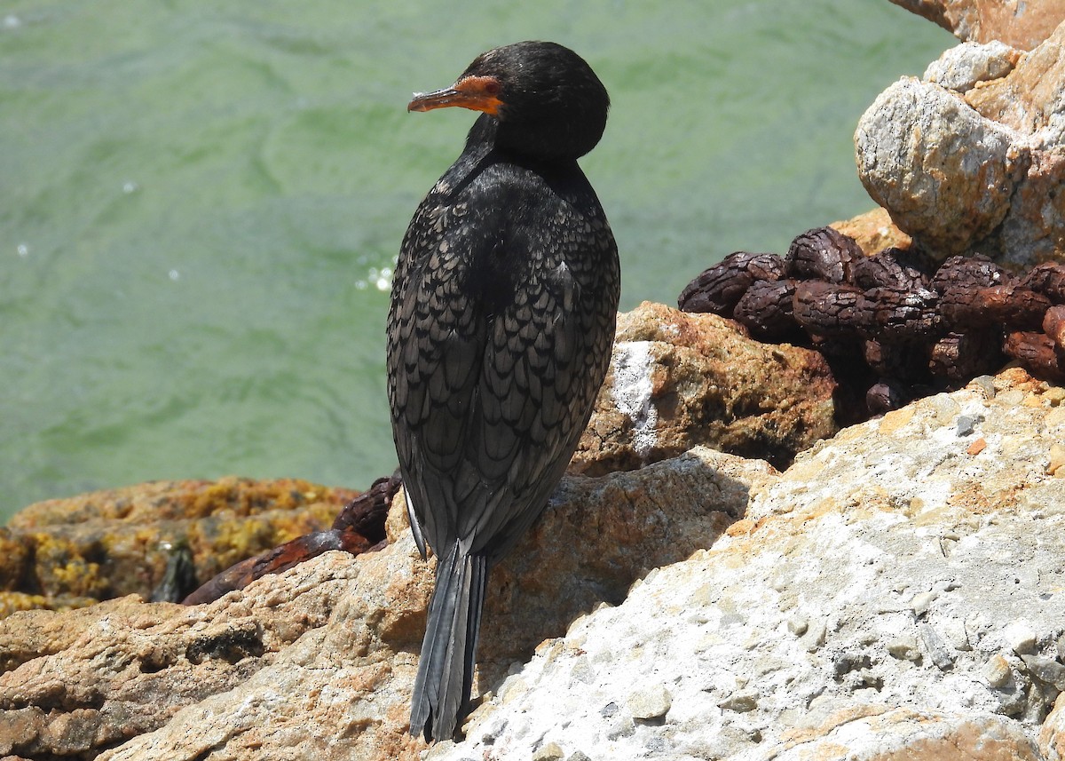 Crowned Cormorant - ML627620826