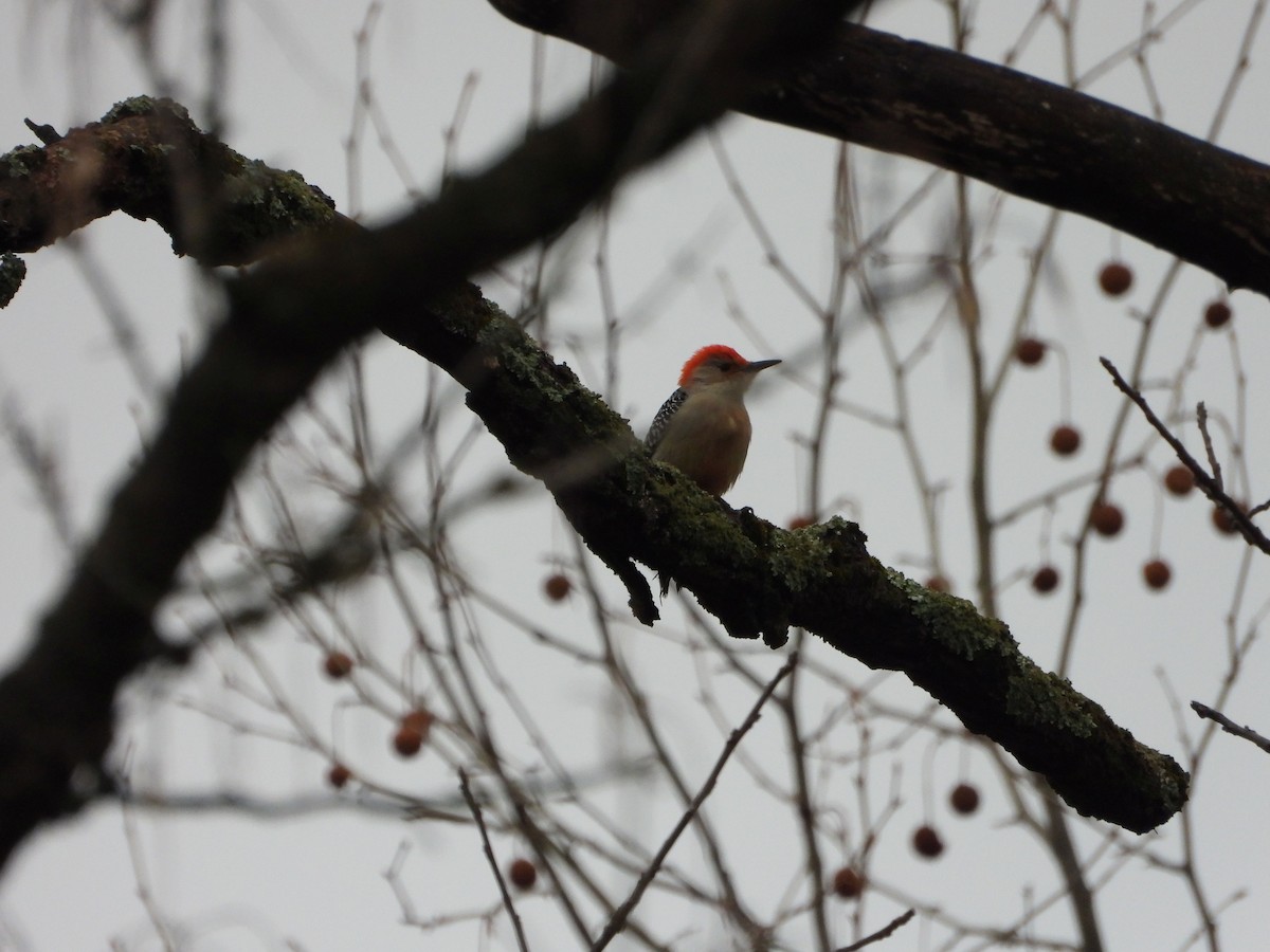 Red-bellied Woodpecker - ML627620832