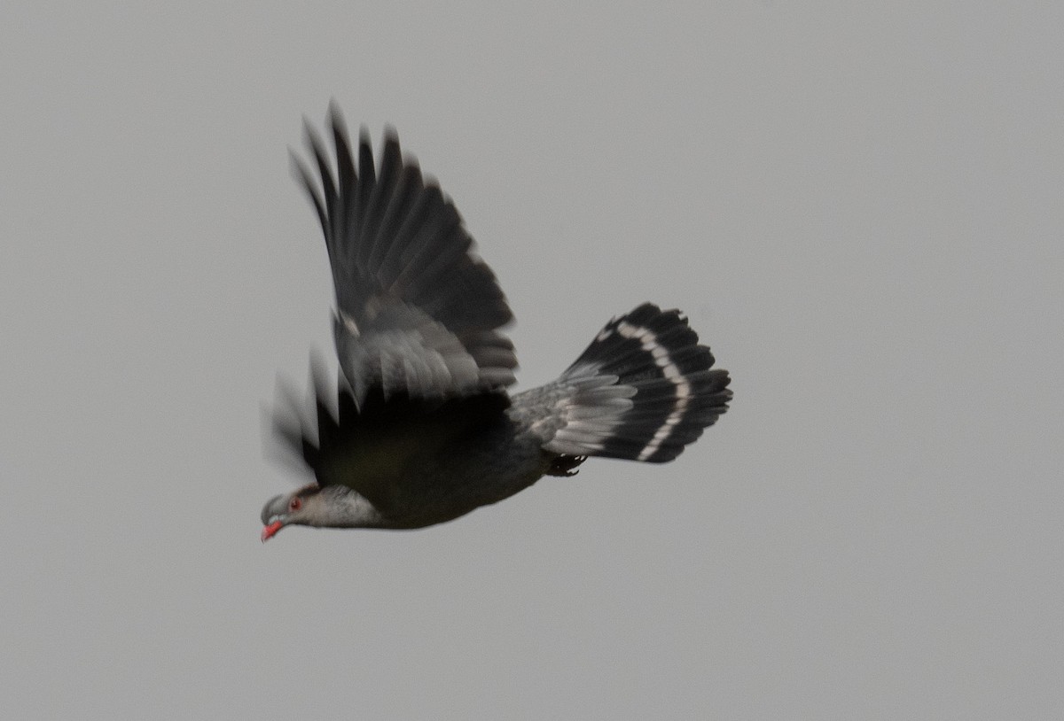 Topknot Pigeon - ML627620838