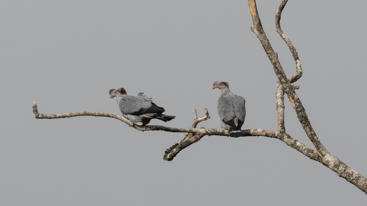 Topknot Pigeon - ML627620839