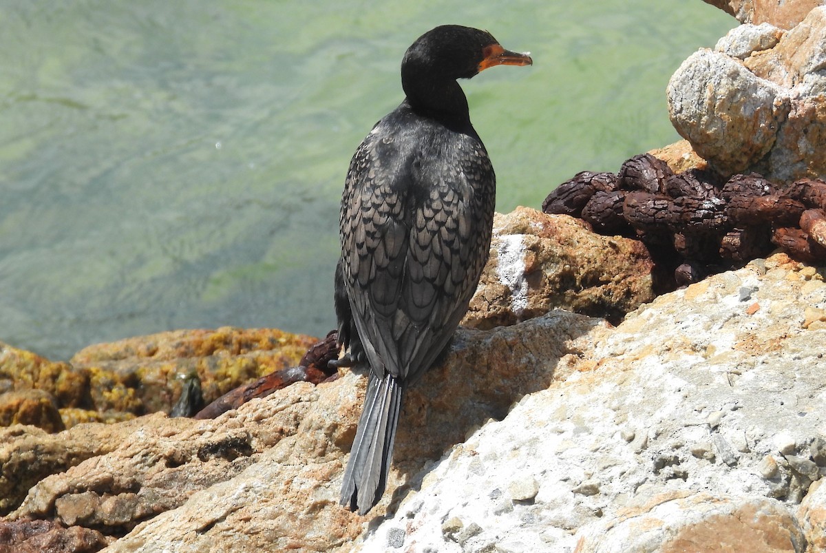 Crowned Cormorant - ML627620844