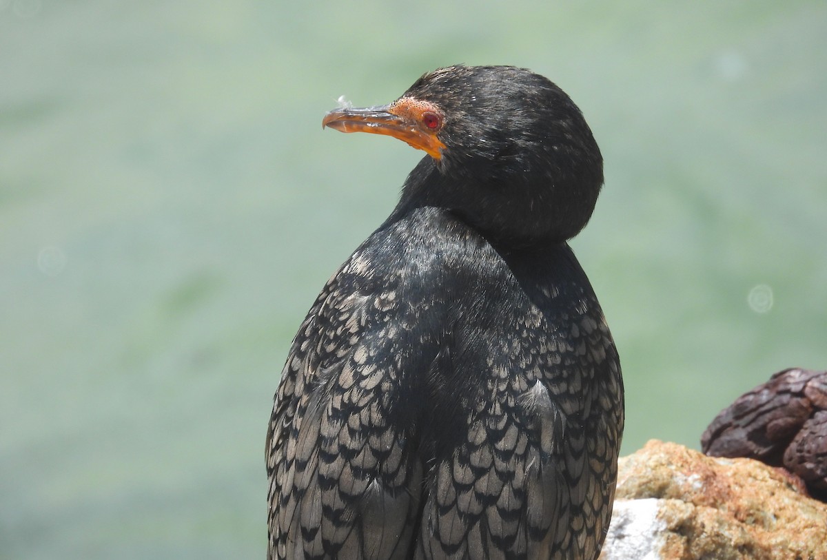 Crowned Cormorant - ML627620855