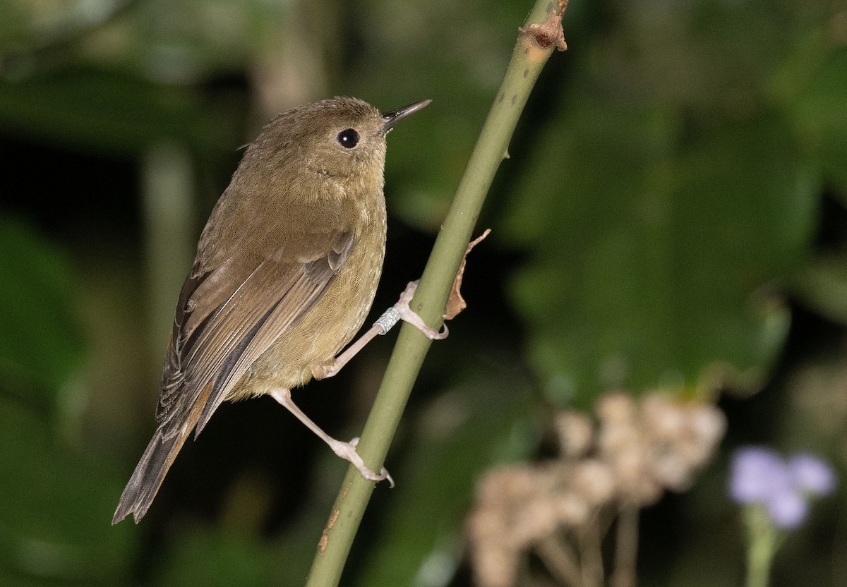 Atherton Scrubwren - ML627620860