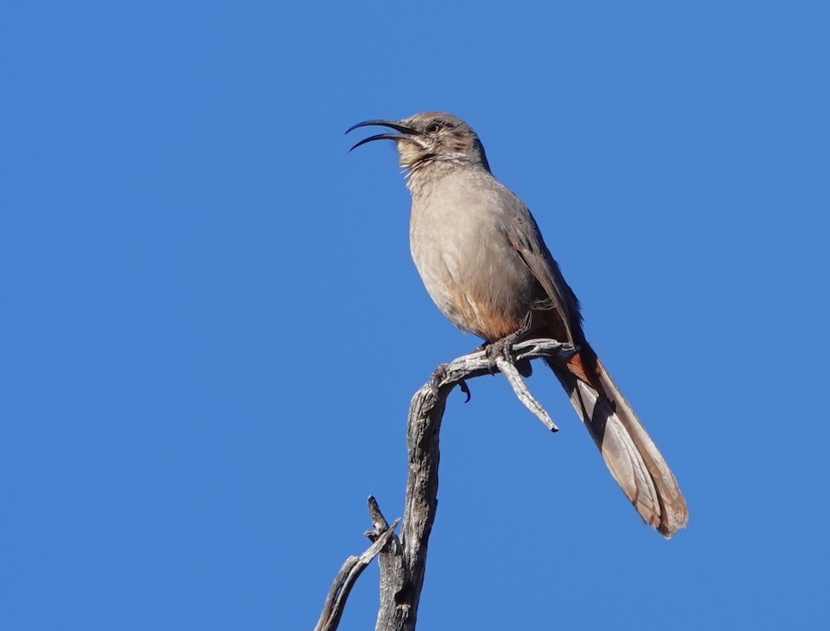 Crissal Thrasher - ML627620882