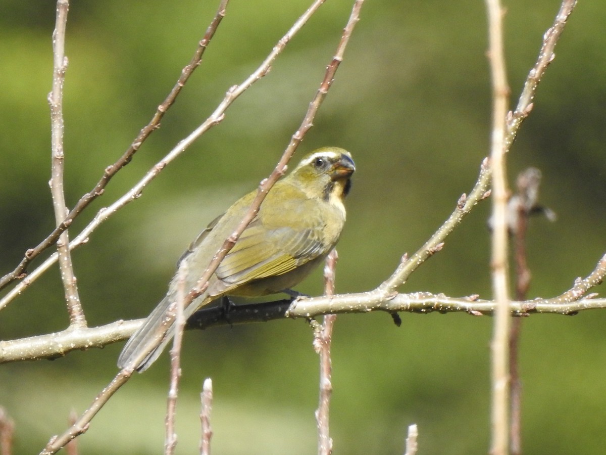 Thick-billed Saltator - ML627620889