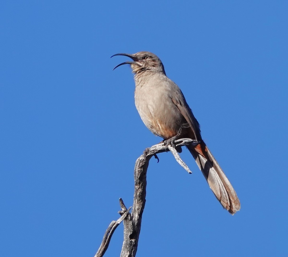 Crissal Thrasher - ML627620899