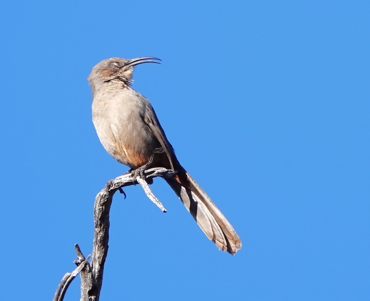 Crissal Thrasher - ML627620925