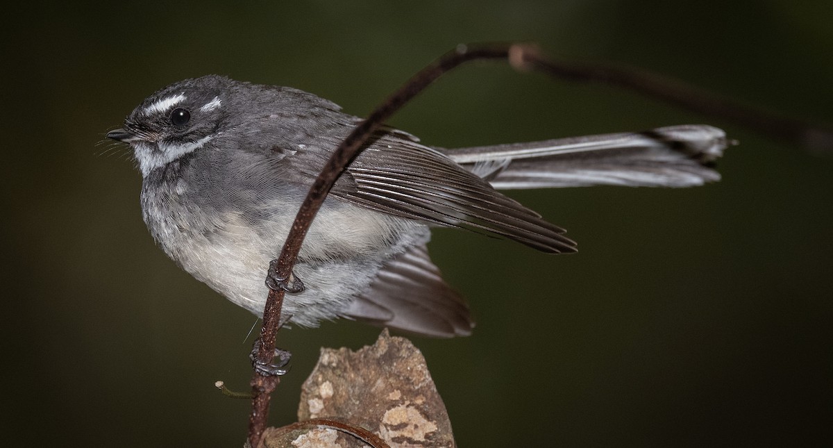 Gray Fantail - ML627620932