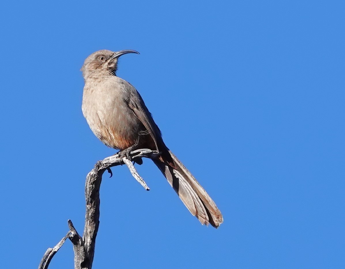 Crissal Thrasher - ML627620944