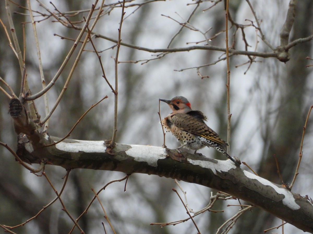 Northern Flicker (Yellow-shafted) - ML627620946