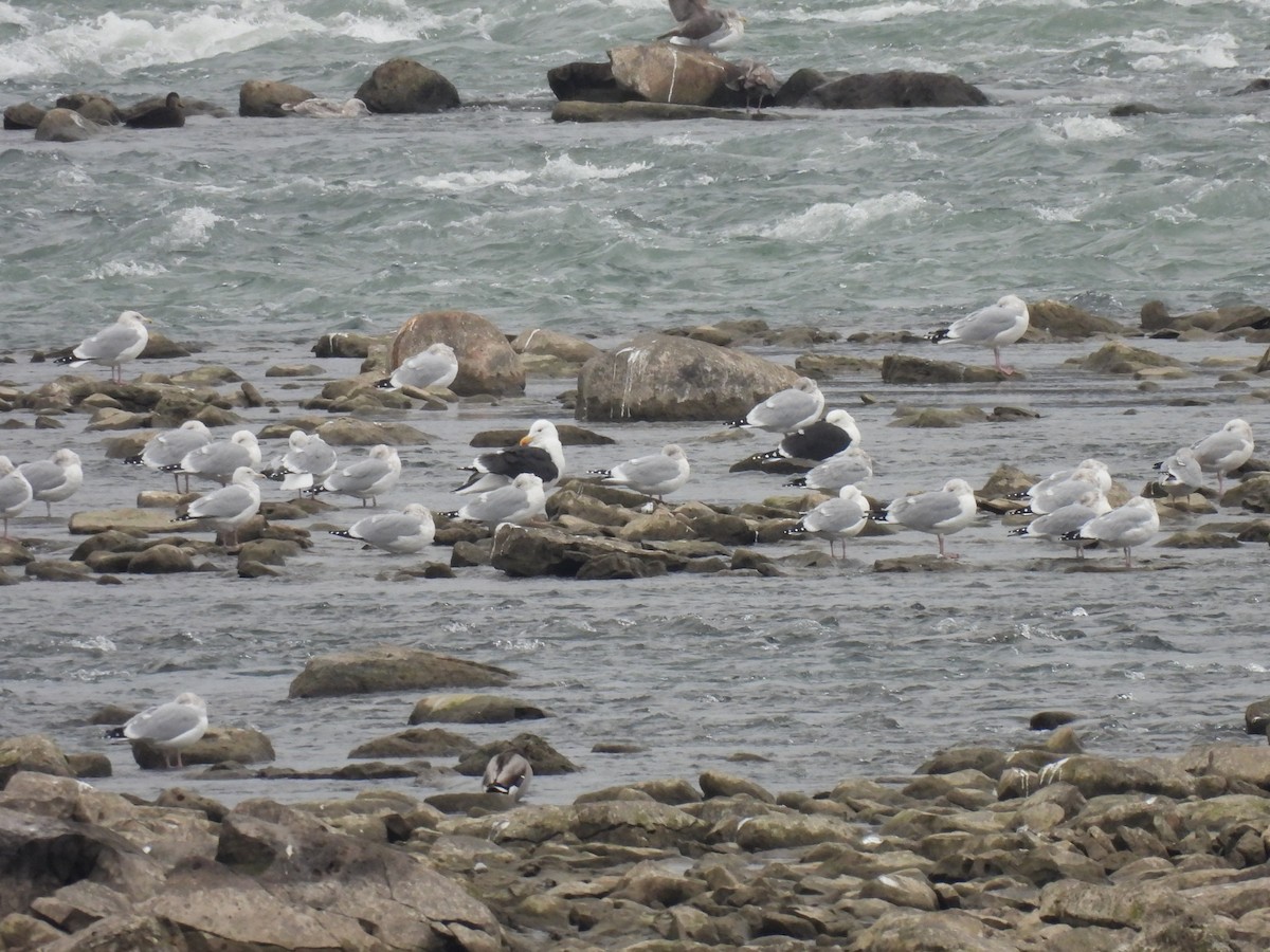 Great Black-backed Gull - ML627620947