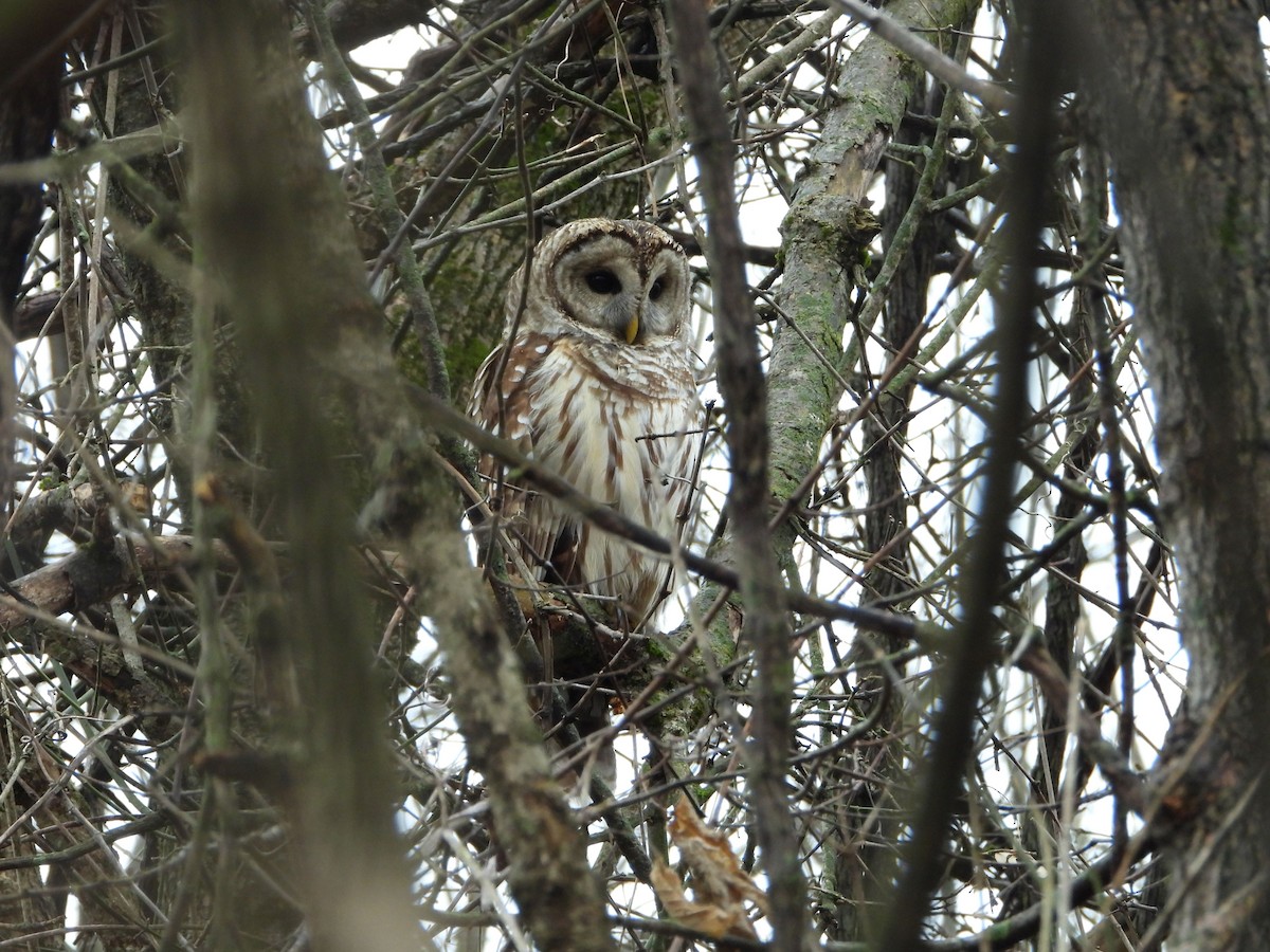 Barred Owl - ML627620964