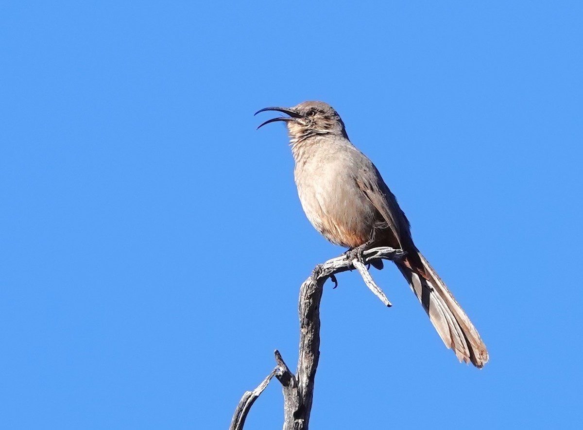 Crissal Thrasher - ML627620966