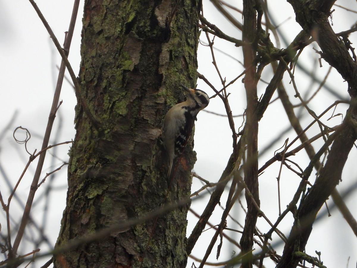 Hairy Woodpecker - ML627620974