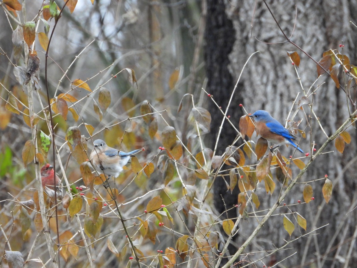 Eastern Bluebird - ML627620981