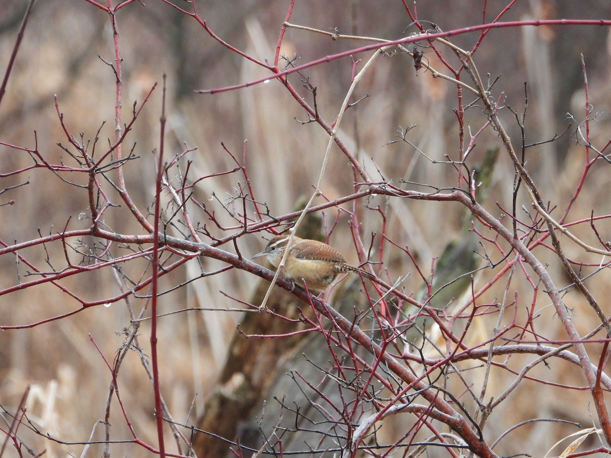 Carolina Wren - ML627621009