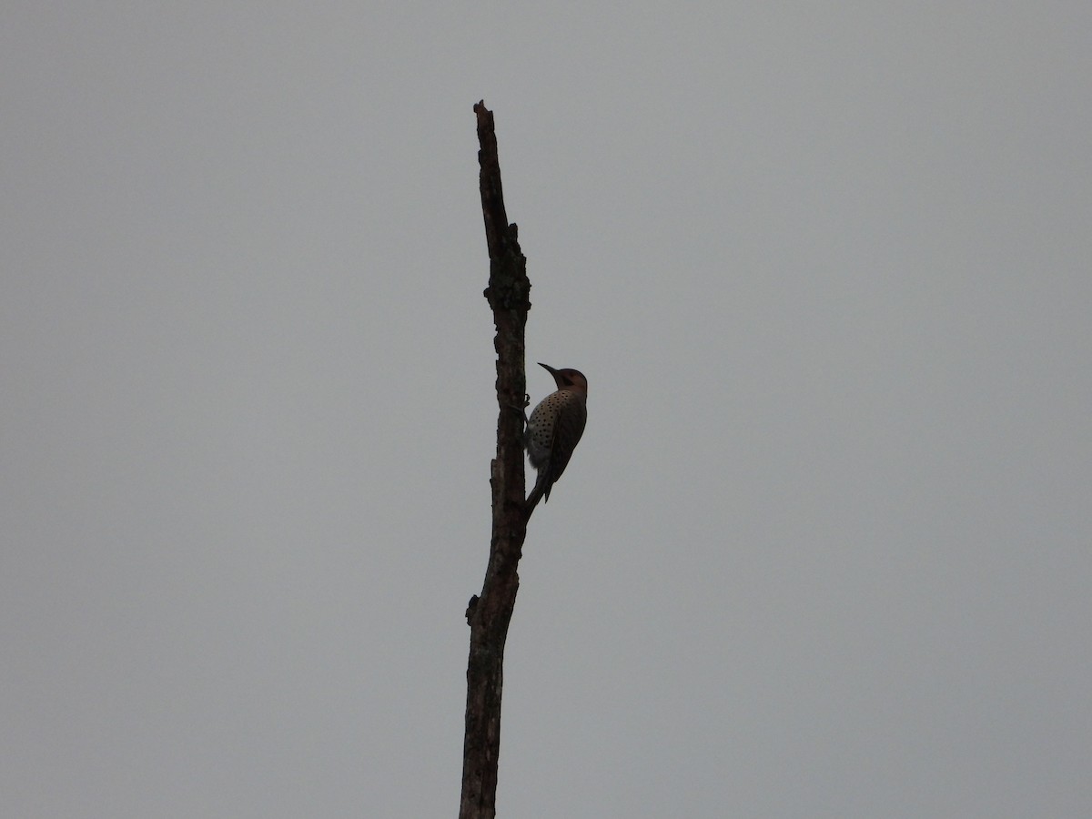 Northern Flicker (Yellow-shafted) - ML627621054