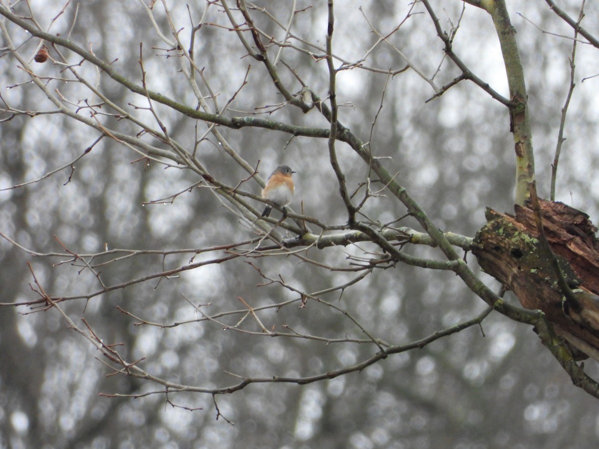 Eastern Bluebird - ML627621061