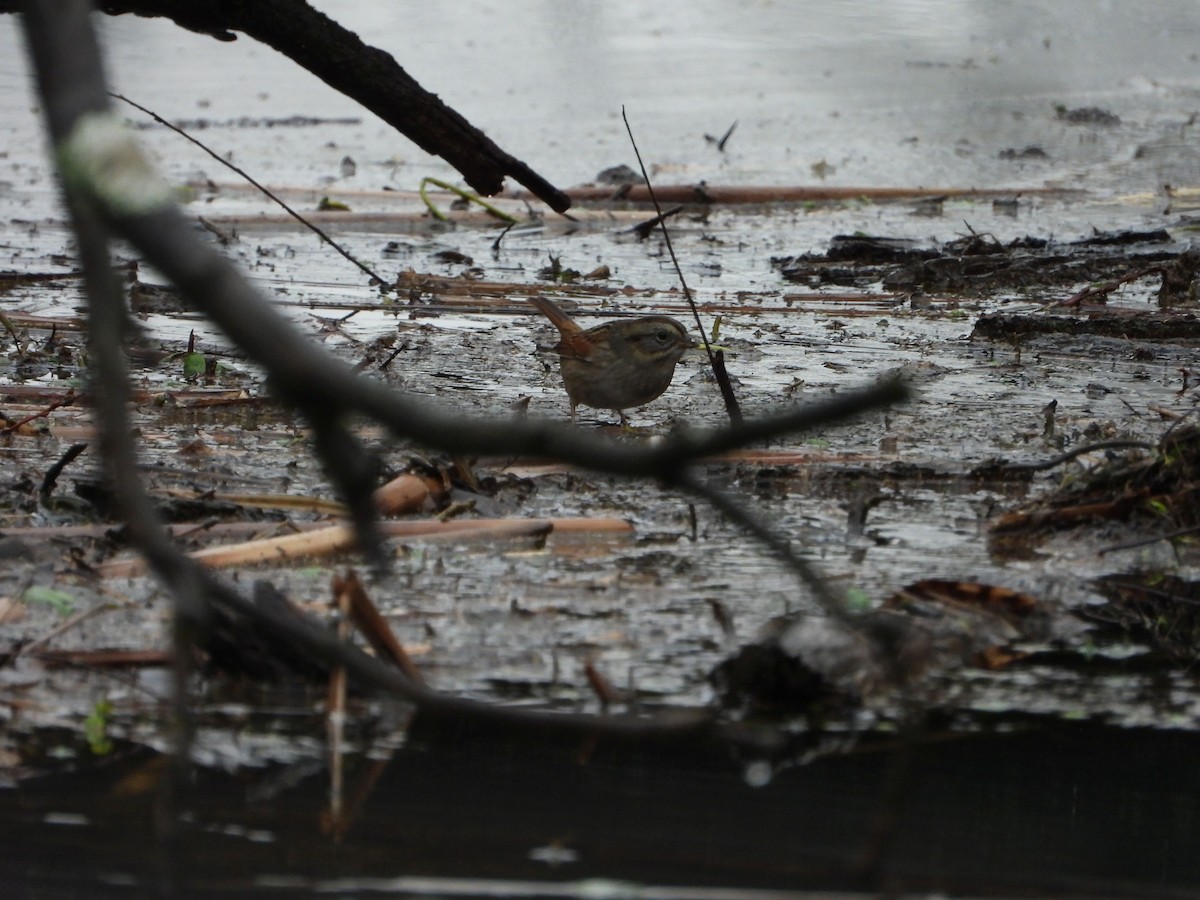 Swamp Sparrow - ML627621071