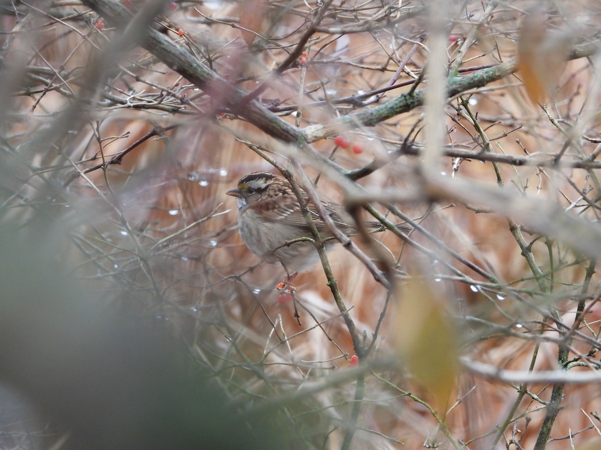 White-throated Sparrow - ML627621081