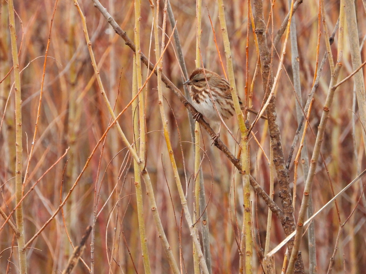 Song Sparrow - ML627621104