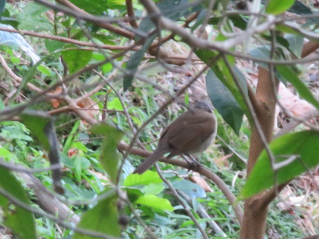 Pale-breasted Thrush - ML627621155