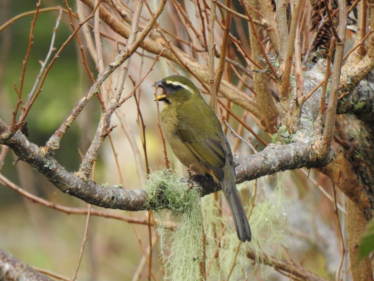 Thick-billed Saltator - ML627621217