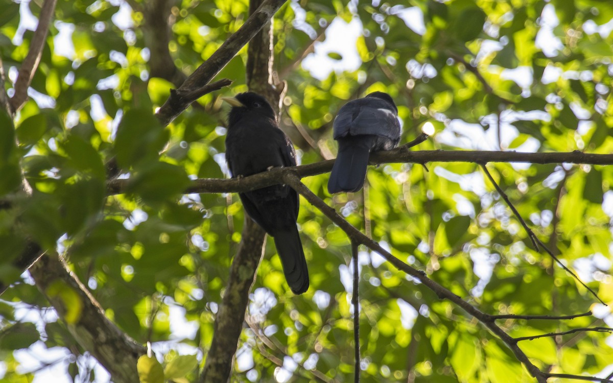 Yellow-billed Nunbird - ML627621252