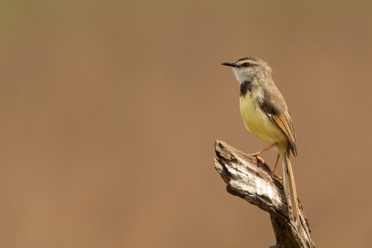 Prinia à plastron - ML627621307