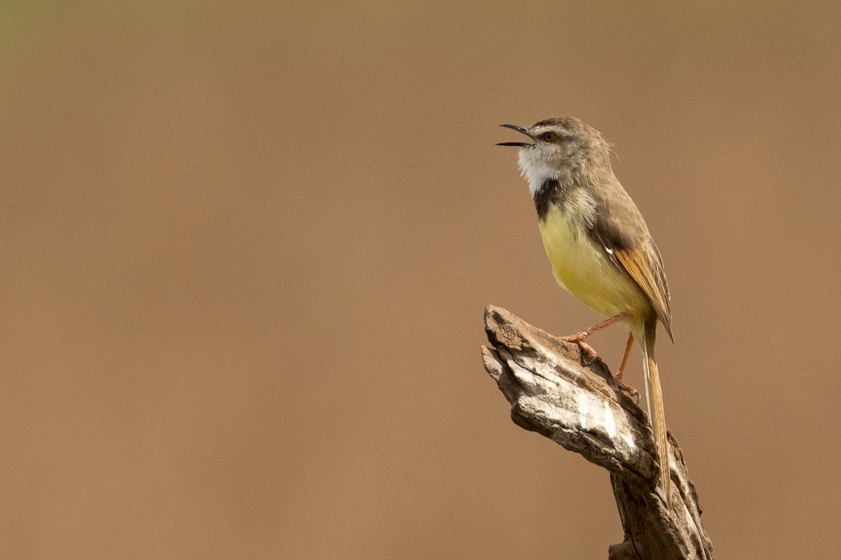 Prinia à plastron - ML627621308