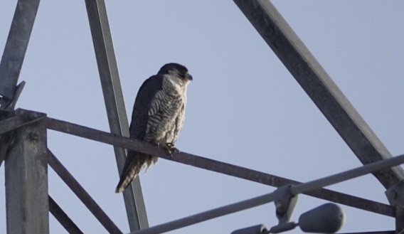 Peregrine Falcon - ML627621358
