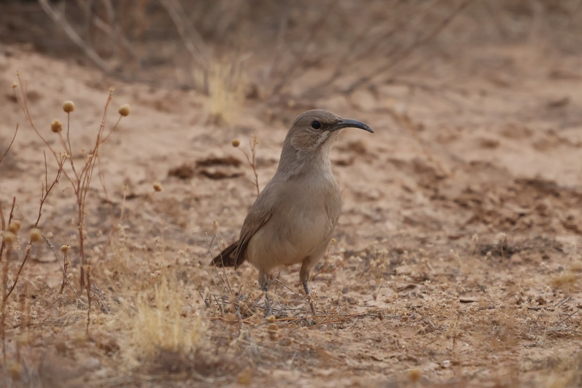 LeConte's Thrasher - ML627621383