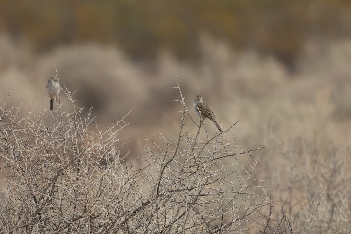 Brewer's Sparrow - ML627621404